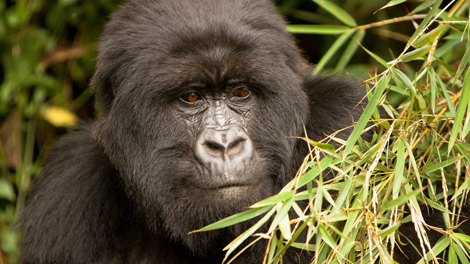 Gorillas in Mgahinga