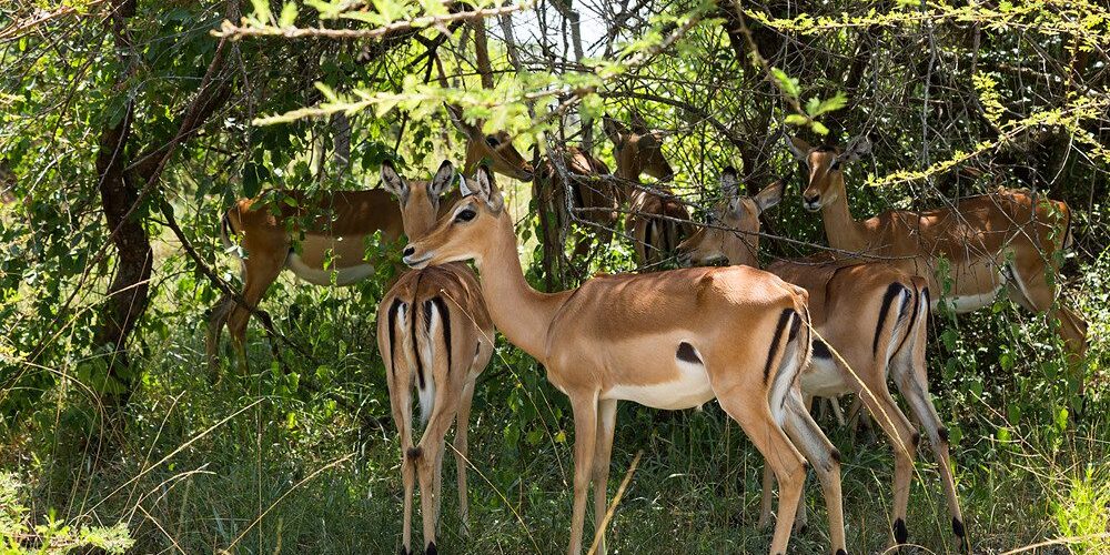 28123361470_07001dd6be_b