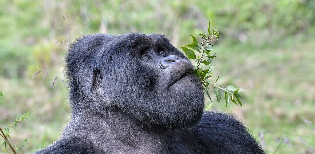 32258097777_c98b859bb6_b