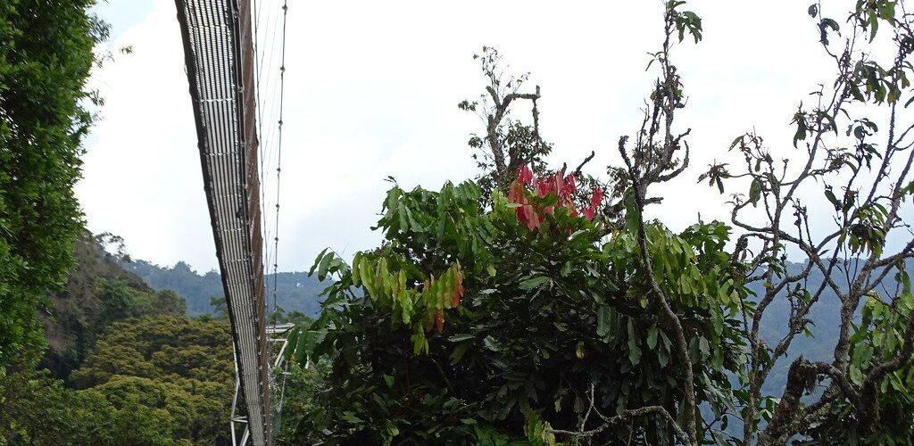 36126520681_e97be6e8c6_b