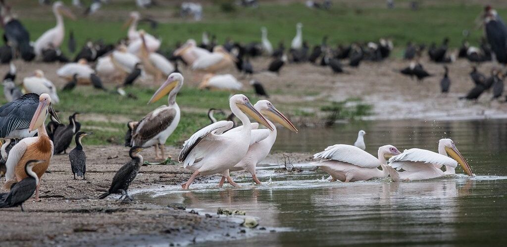 38696104072_ba7cfab044_b 38696104072_ba7cfab044_b