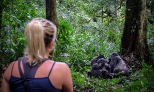 4 Days Chimpanzee and Gorilla Trekking Safari Uganda