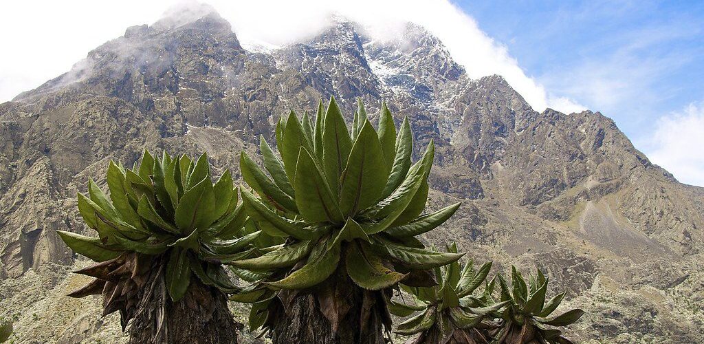 4483496868_ec85c326db_b