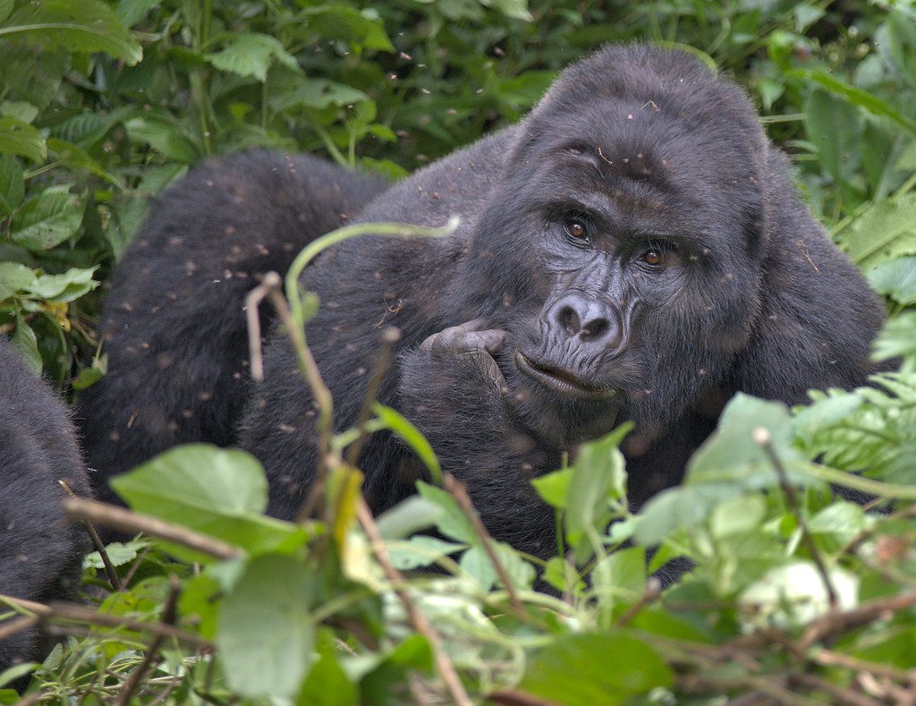 budget friendly gorilla tracking 