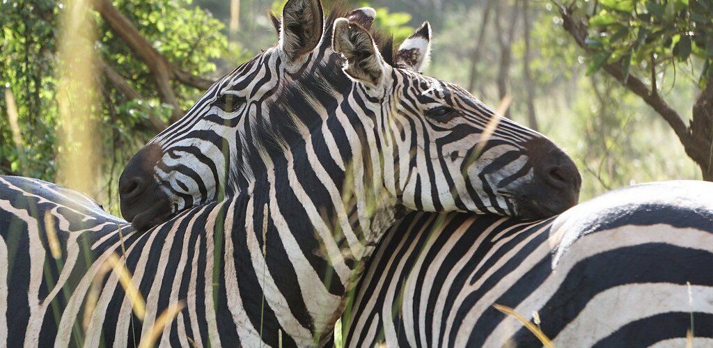 52887339934_461ca9c193_b 52887339934_461ca9c193_b