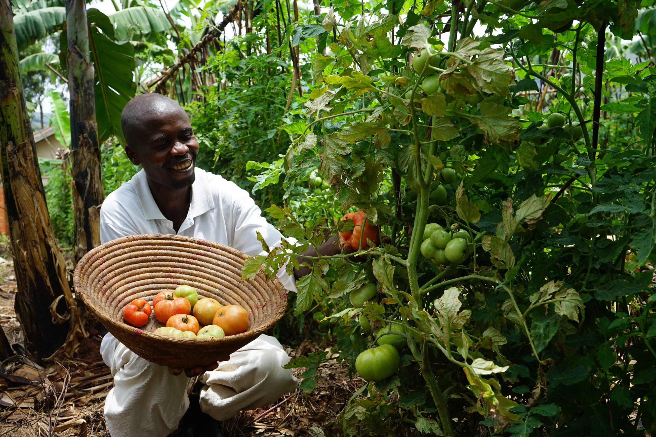 Agricultural scenery in Uganda rural communities