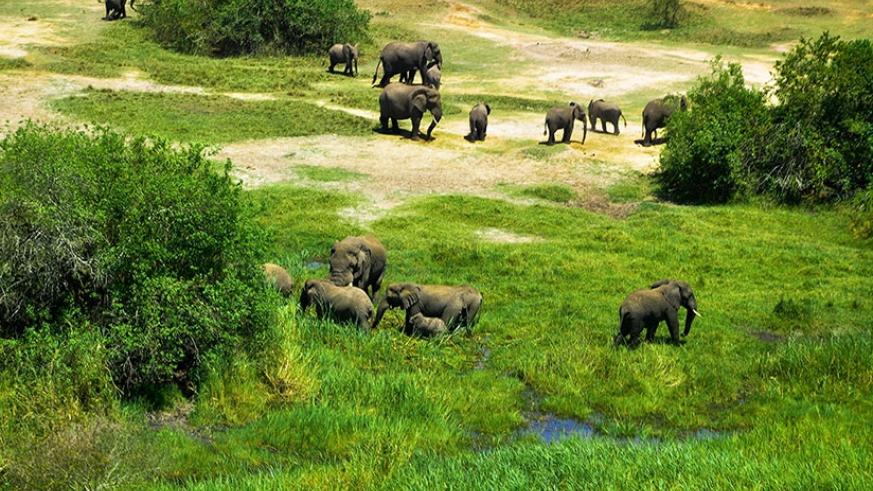 Akagera national park Rwanda 