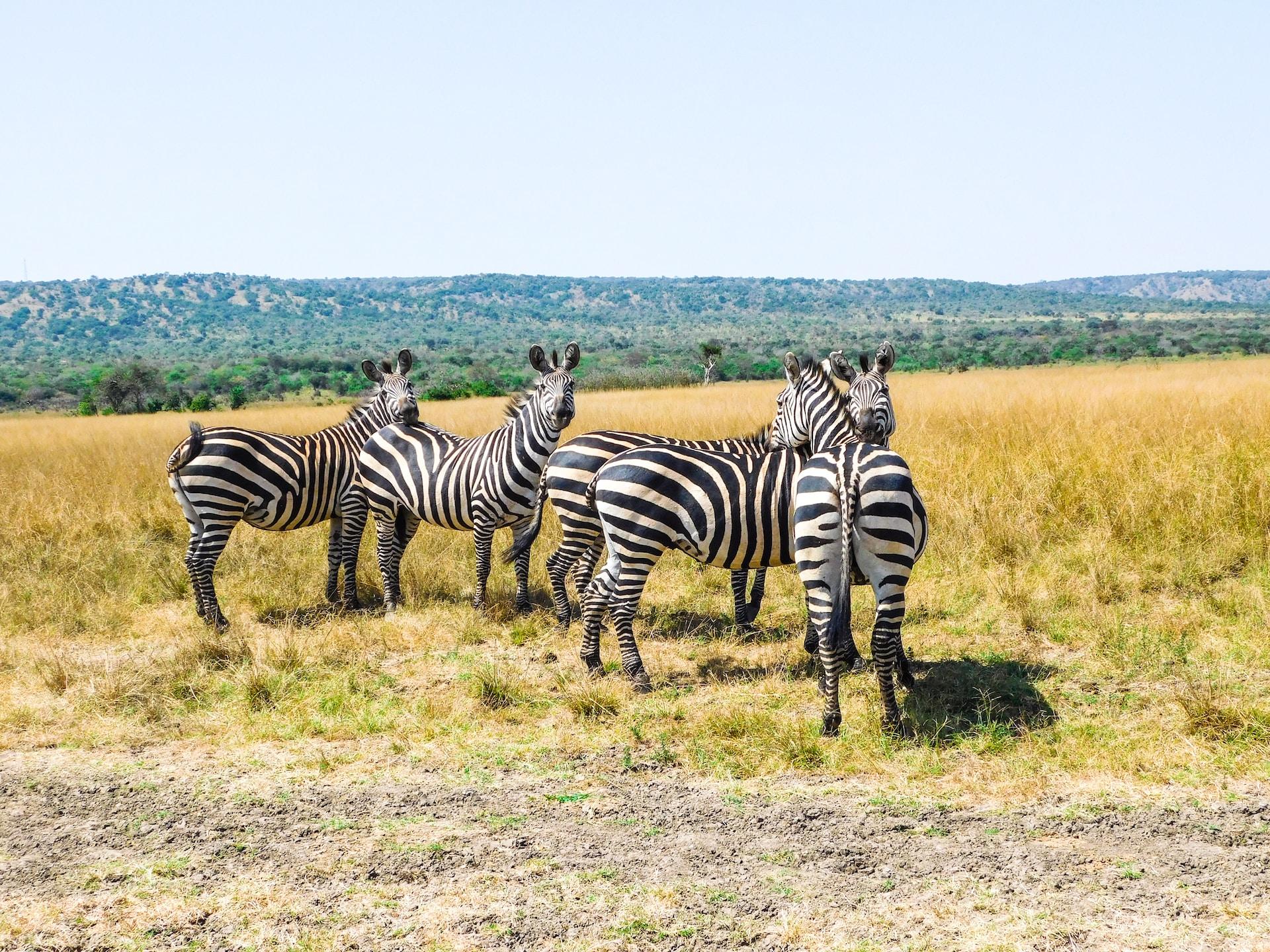  Akagera National Park Rwanda 