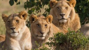 3 Days Akagera Wildlife Safari Rwanda