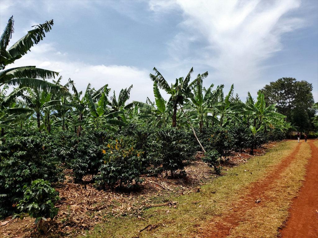 Arabica coffee farm near Sipi Falls