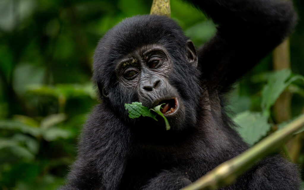 10 Days Rwanda Safari 