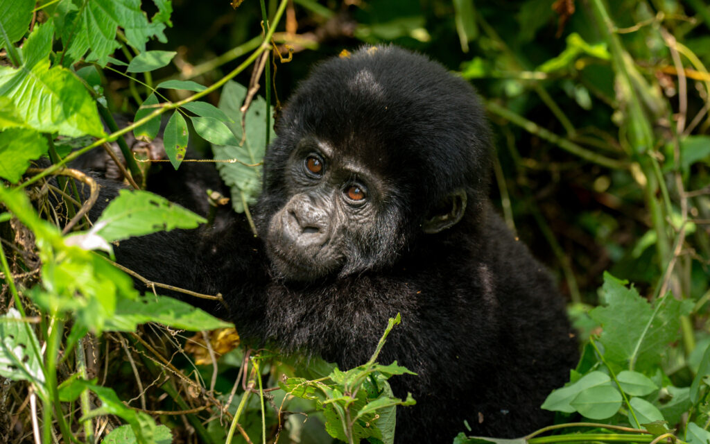 Rwanda Safari 
