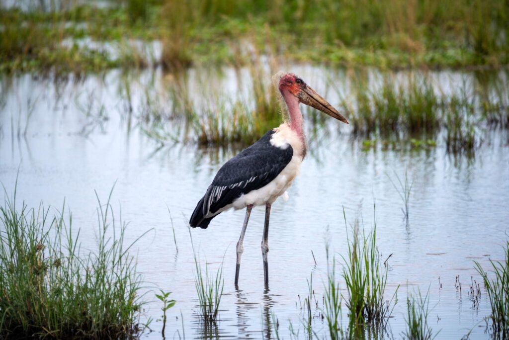 Bird Watching in Ajai Wildlife Reserve