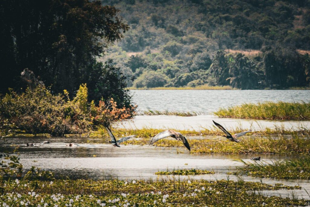 Bird Watching in Akagera National Park