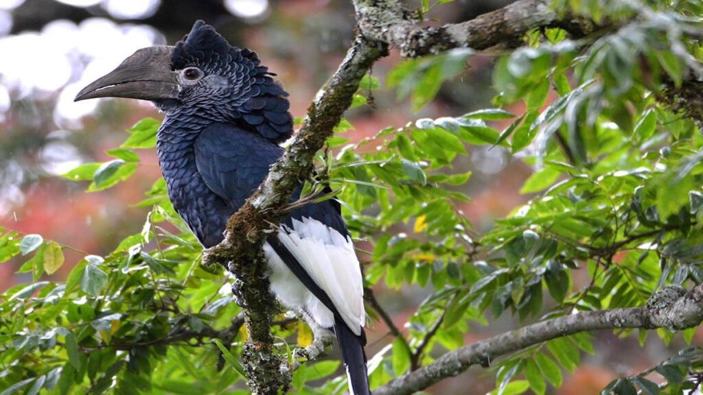 Bird Watching in Nyungwe Forest National Park