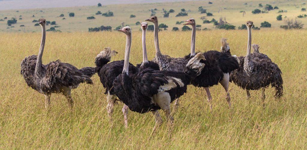 Bird Watching in Pian Upe, Savannah Bird Species