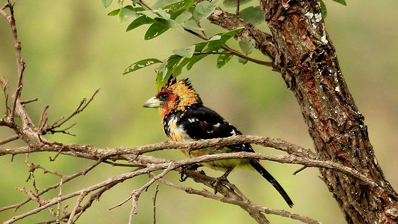 Bird Watching in Volcanoes National Park