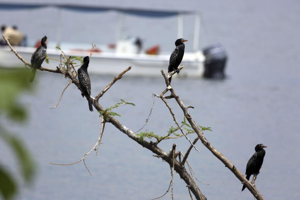 Bird watching in the Ssese Islands Uganda