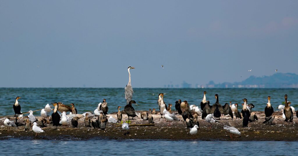 Birdlife and Lake Victoria Island Environment