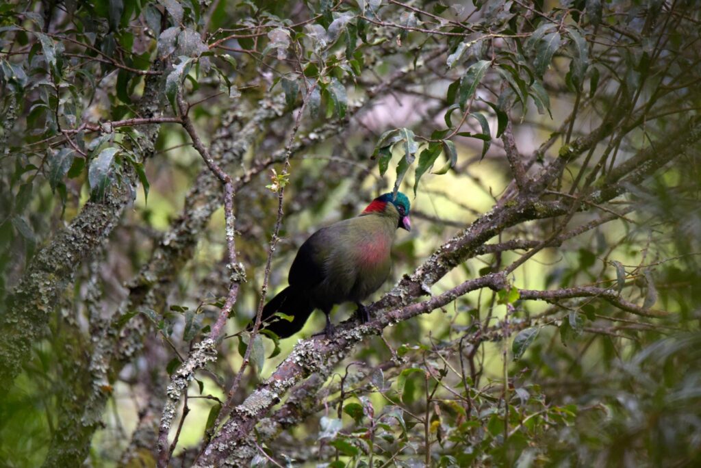 Birdwatching in Gishwati Mukura National Park