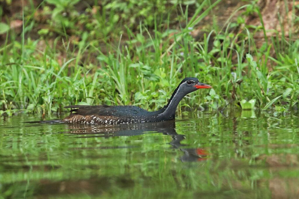 Birdwatching in Kyambura Wildlife Reserve