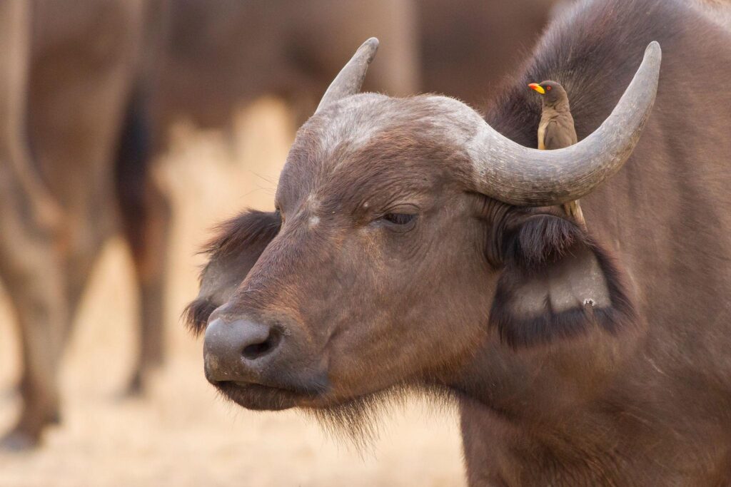 Birdwatching in Matheniko Wildlife Reserve