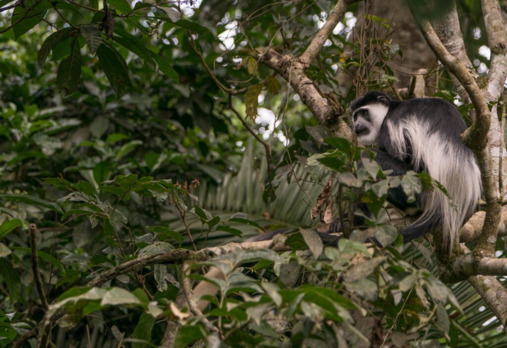 Black and White Colobus Monkey