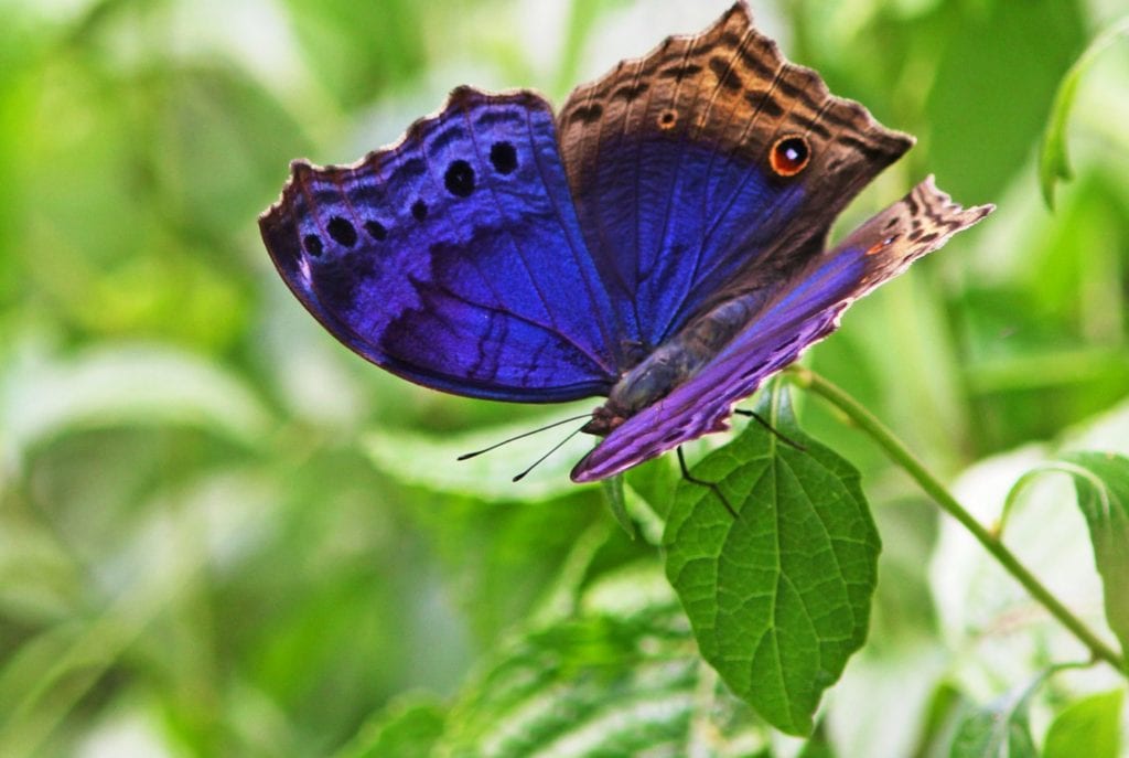 Butterflies in Mabira