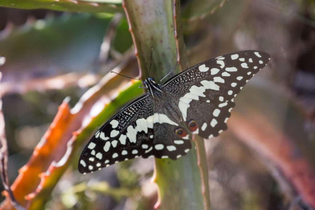 Butterfly watching activity in Mabira Forest