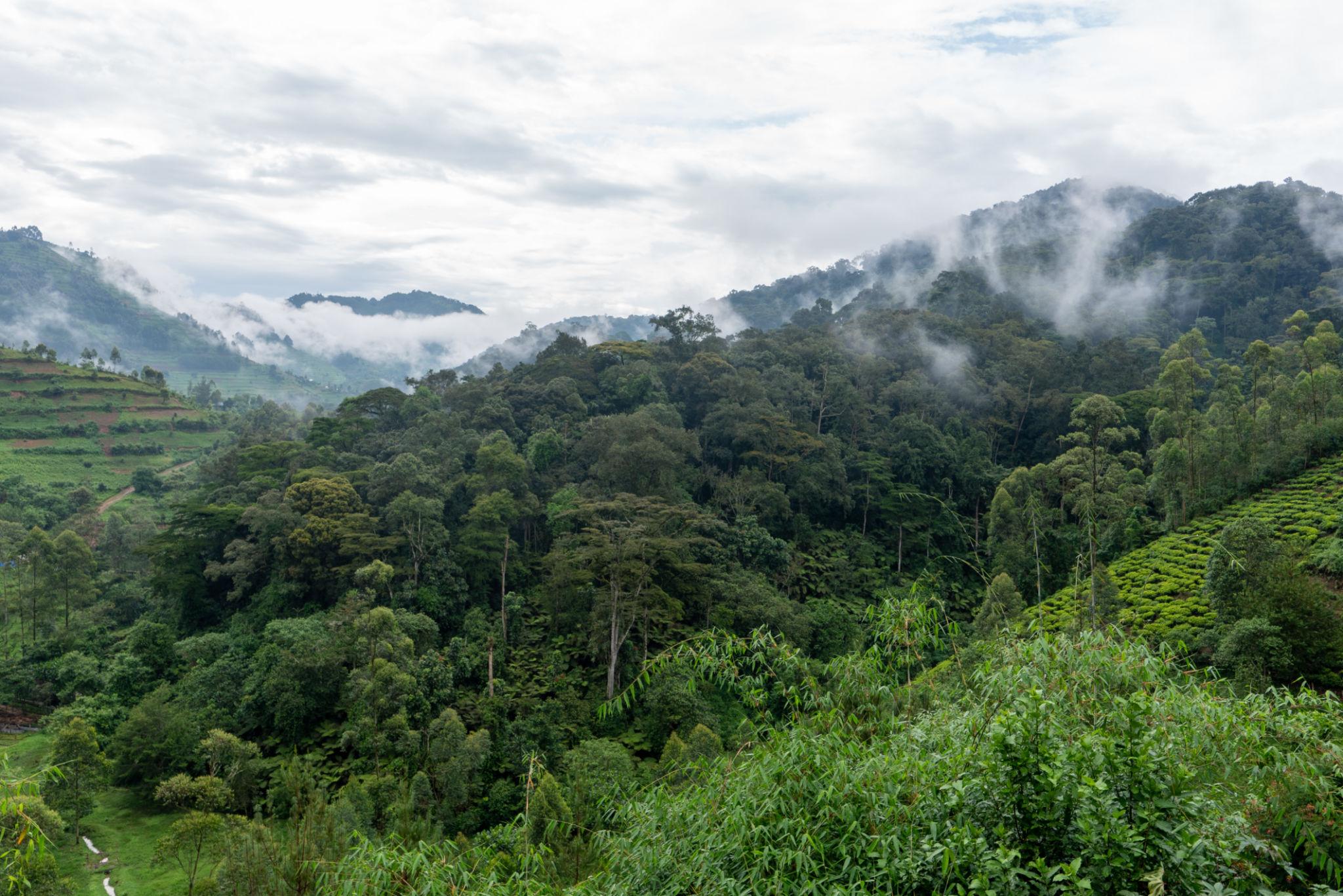 Bwindi Impenetrable Forest where gorilla trekking takes place