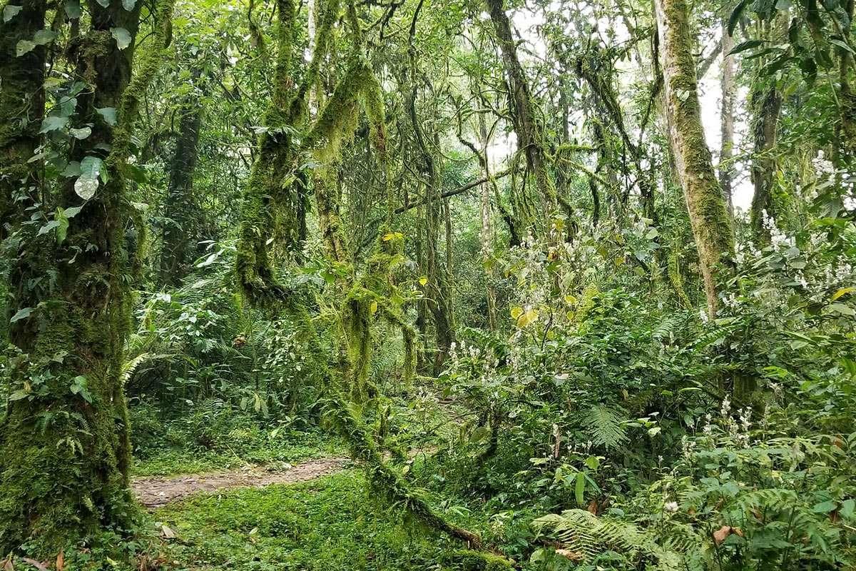 Bwindi Impenetrable Forest