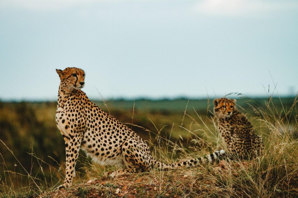 Cheetahs and Open Plains Wildlife Experience