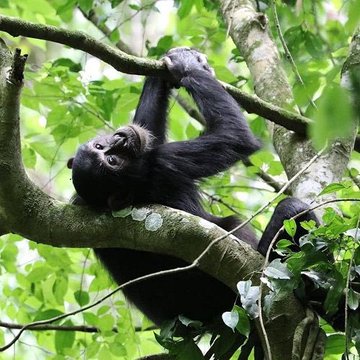 Birding, Hot Springs, and Nature Walks Guests can also enjoy bird watching, visit the Sempaya Hot Springs, and take part in guided nature walks in the surrounding landscape. chimpanzee tracking in Ituri forests