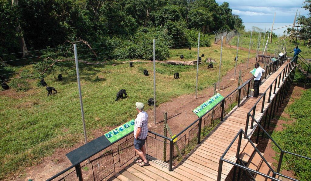 Chimpanzee Viewing Platform and Feeding Experience