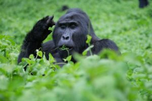 Chimpanzee tracking
