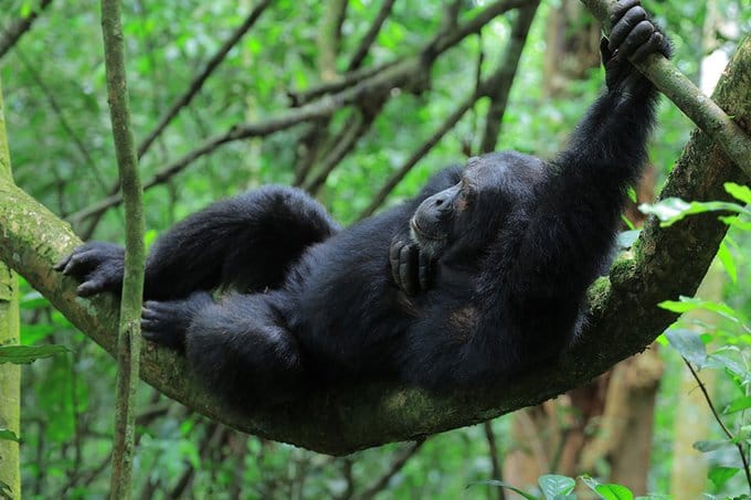 Chimpanzee tracking in Kibale