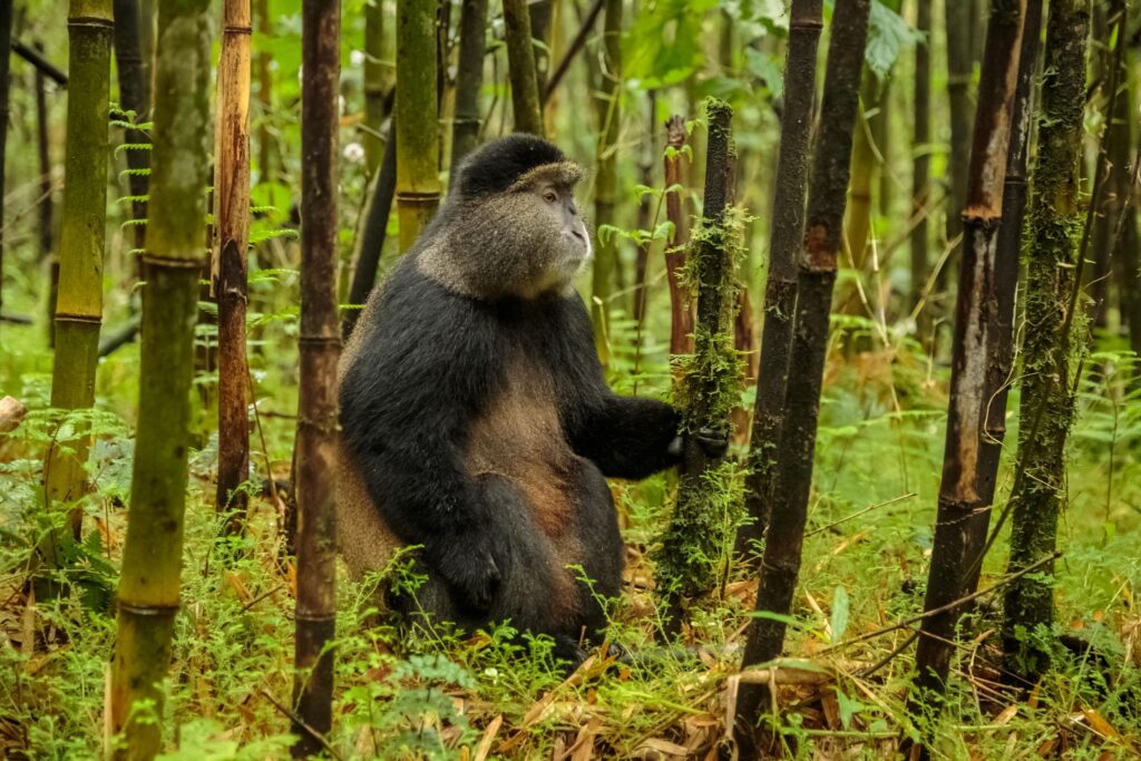 Chimpanzees and primates