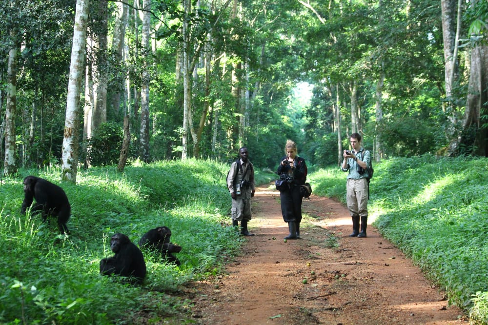 Chimpanzee tracking in Murchison Falls