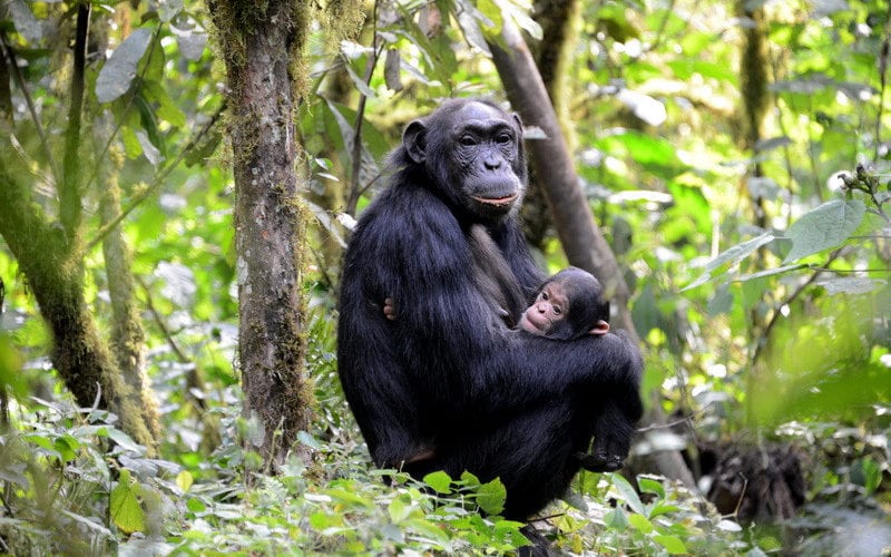Gorilla tracking