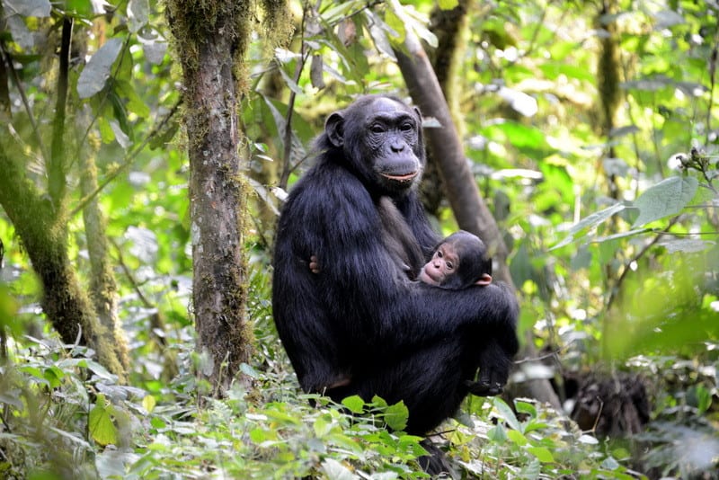 Chimpanzee Tracking Rwanda