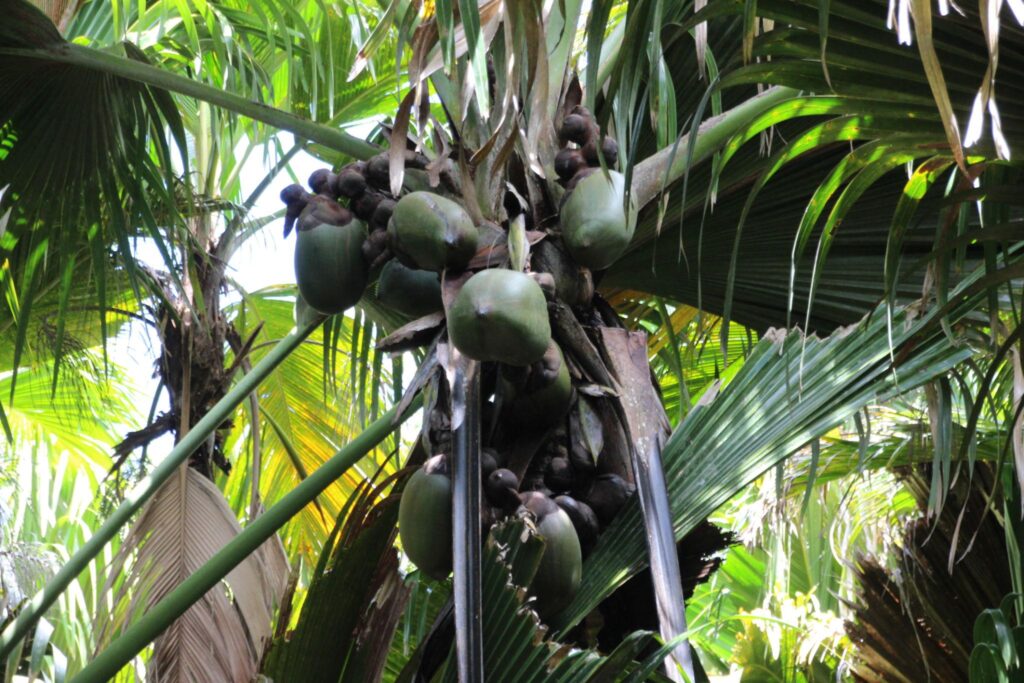 Coco de Mer palm trees in Praslin Seychelles rainforest