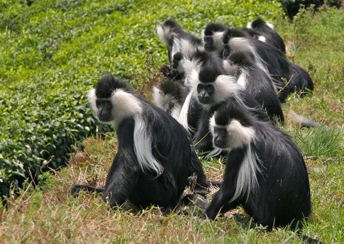8 days Best of Rwanda Safari 