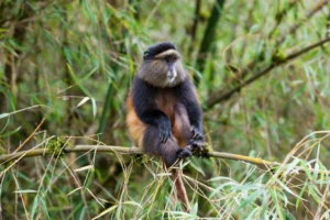 Day 3, Golden Monkey Tracking in Volcanoes National Park