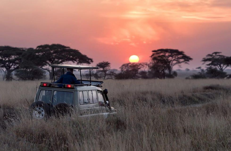 Game Drives and Remote Safari Experience