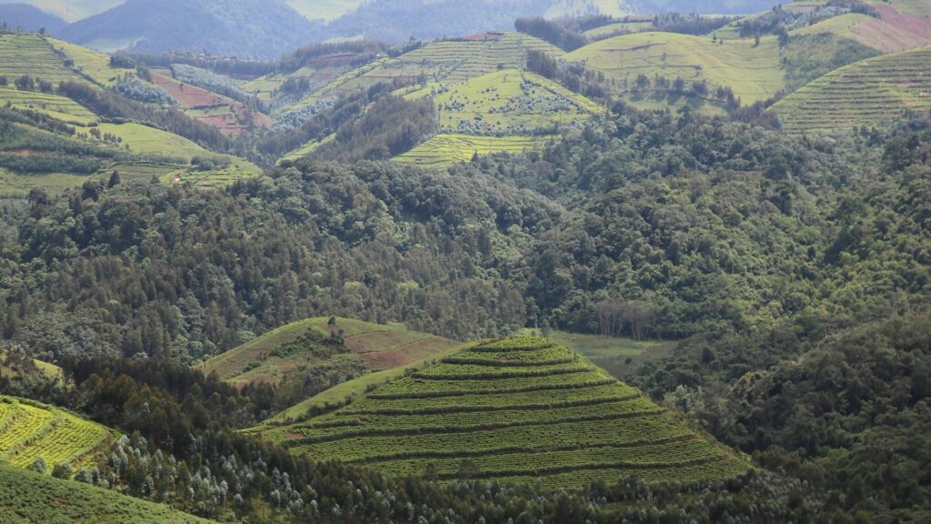 Gishwati Mukura Forest Landscape