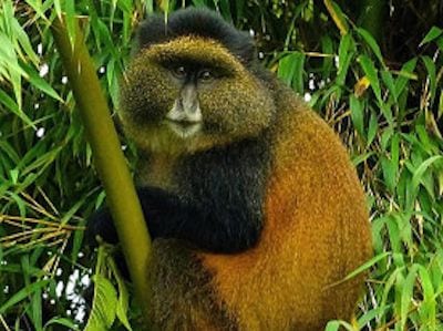 Golden Monkeys rwanda