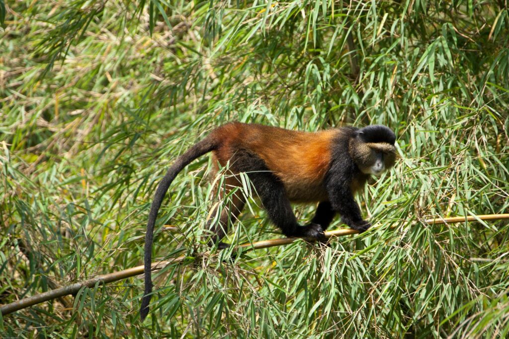 Golden Monkey Trekking in Bamboo Forest