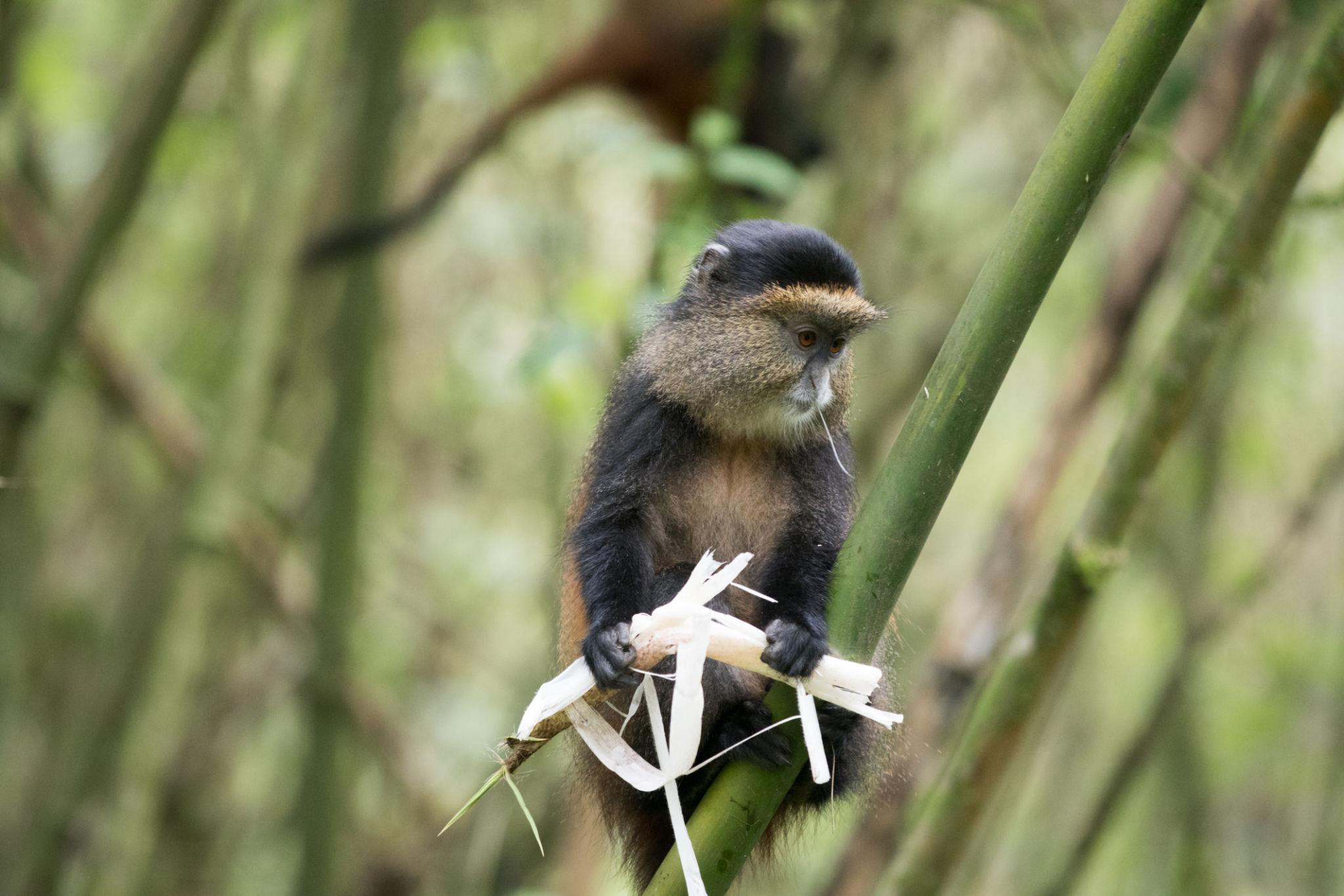 Golden monkey in Volcanoes National Park