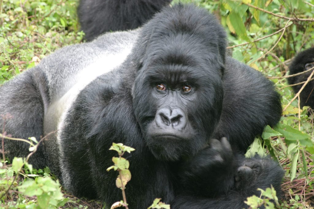 Uganda and Rwanda gorilla trek 