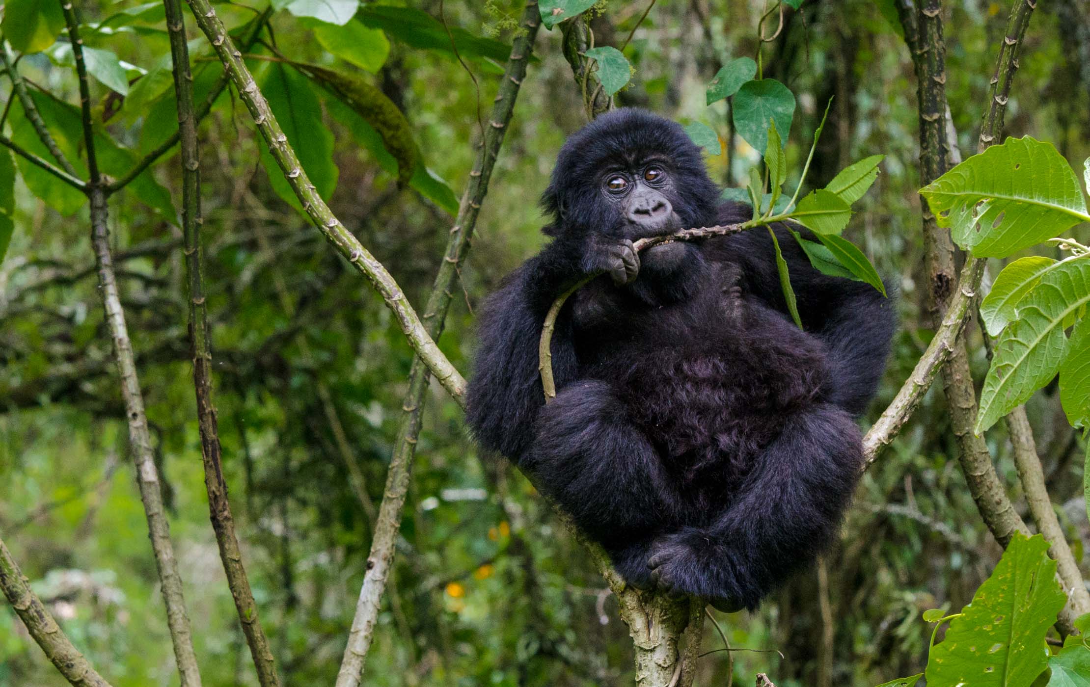 Gorilla trekking in Uganda 